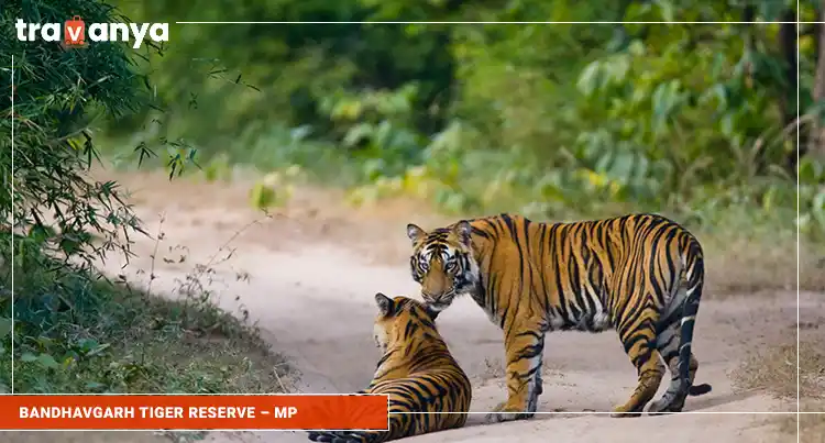 Bandhavgarh-Tiger-Reserve-GCo-Madhya-Pradesh