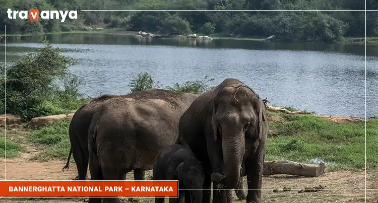 Bannerghatta-National-Park-GCo-Karnataka