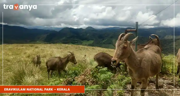 Eravikulam-National-Park-–-Kerala