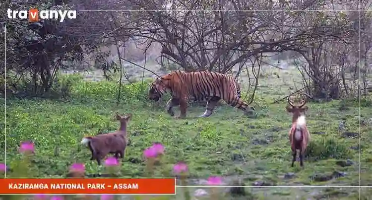 Kaziranga-National-Park-GCo-Assam