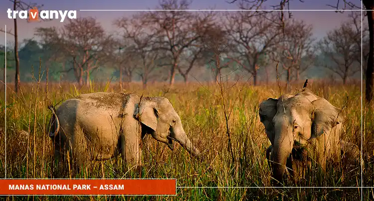 Manas National Park