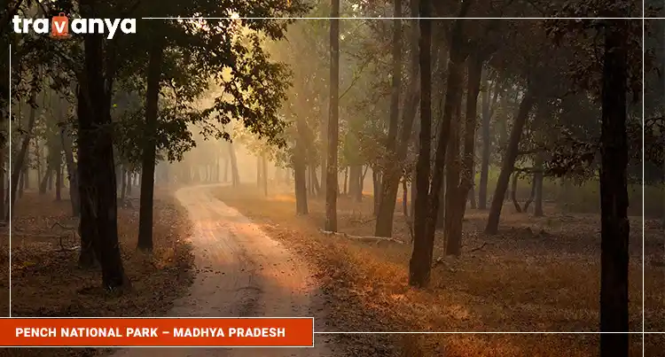 Pench-National-Park-GCo-Madhya-Pradesh