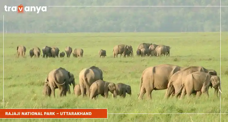 Rajaji National Park