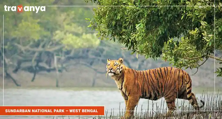 Sundarban-National-Park-–-West-Bengal