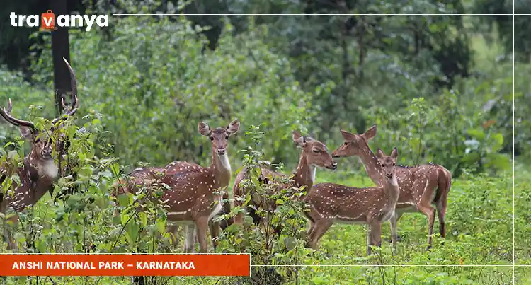 Anshi National Park