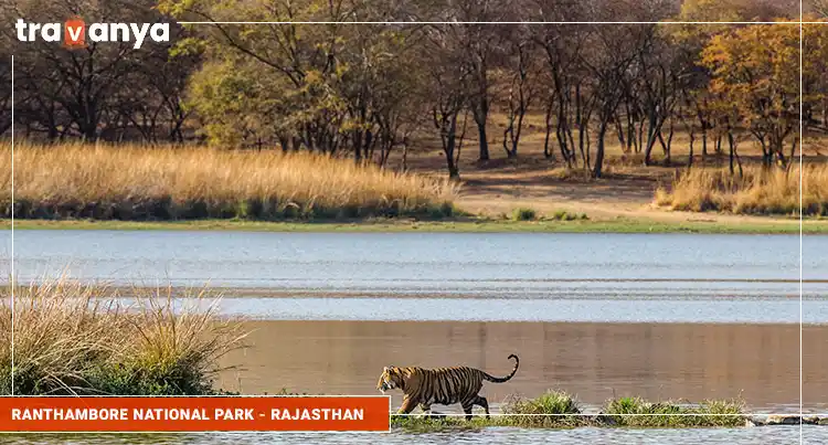 Ranthambore-national-park