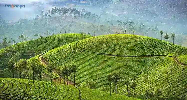 Munnar 