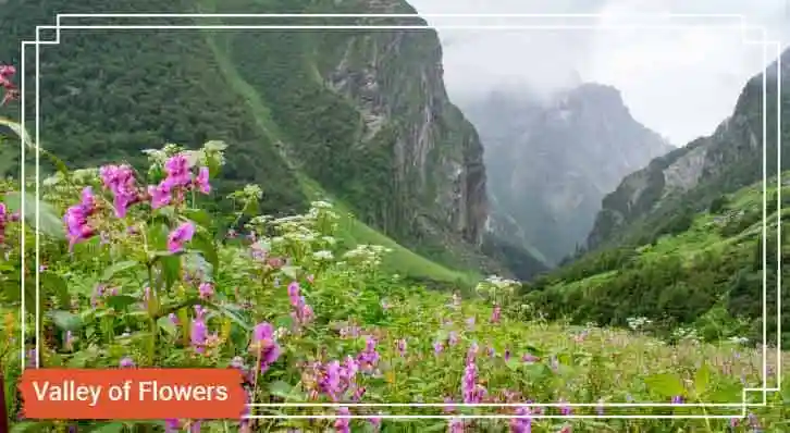 Valley Of Flowers