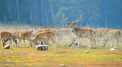 wildlife in India