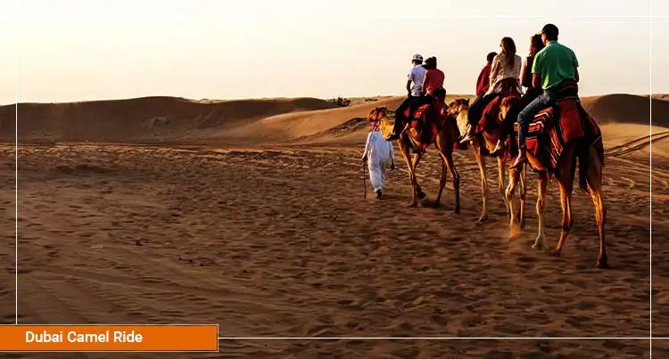 Dubai Camel Ride