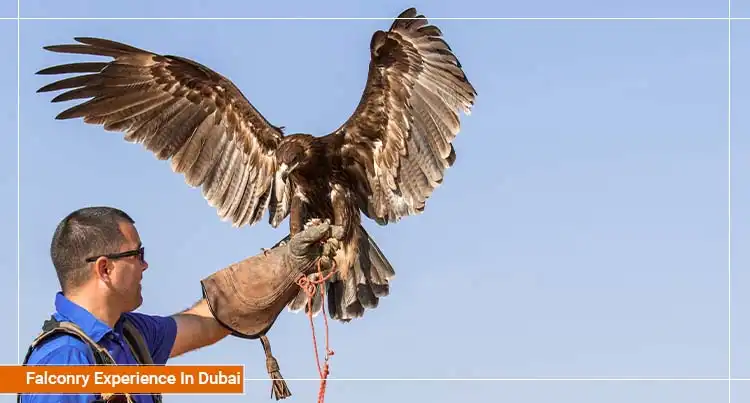 Falconry Experience In Dubai