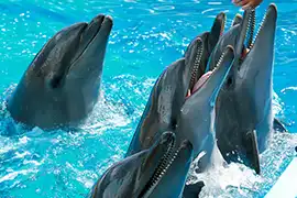 Dolphin Bay