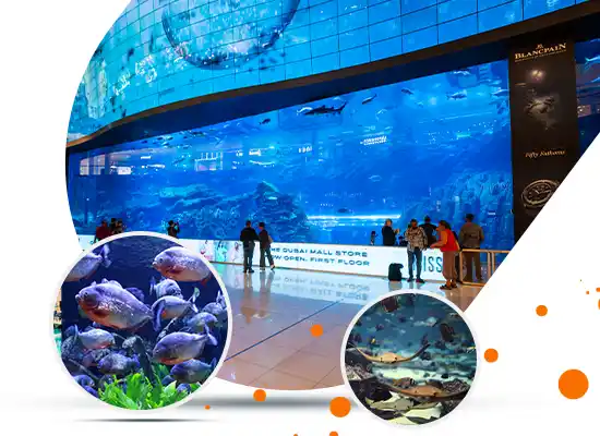 Things To Do At Dubai Aquarium & Underwater Zoo